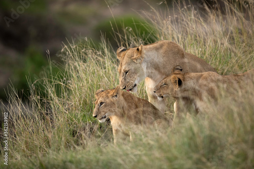 Lioness and her cubs in the Savannah grasses, Masai Mara