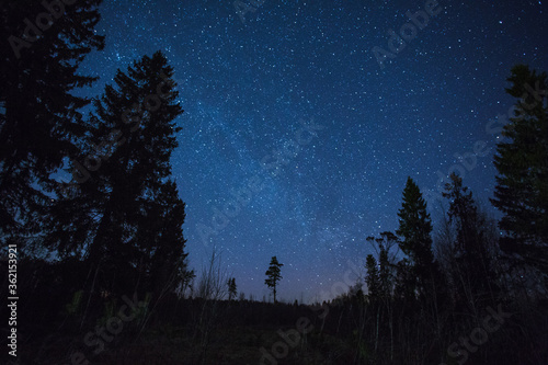 Fototapeta Naklejka Na Ścianę i Meble -  starry night over the forest