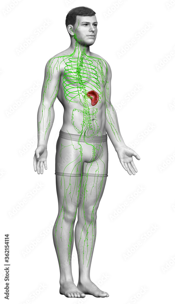 3d rendered medically accurate illustration of a male lymphatic system 3d rendered medically accurate illustration of a male lymphatic system