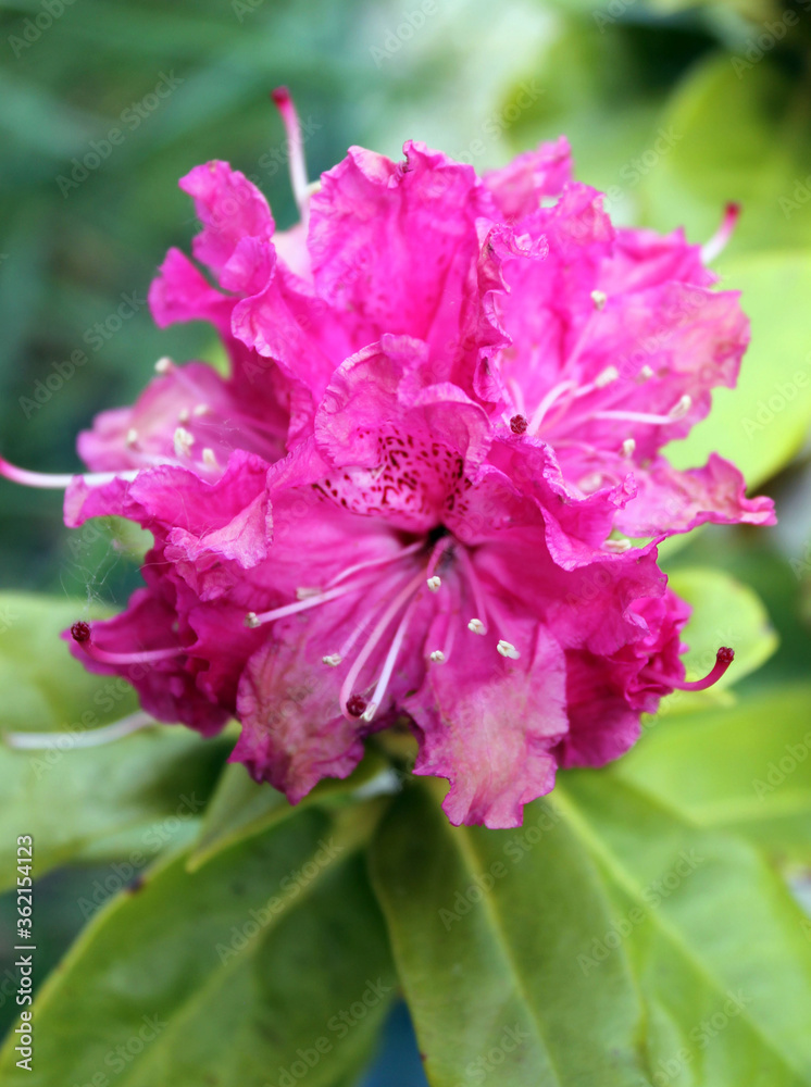 Obraz premium Rhododendron à fleurs roses