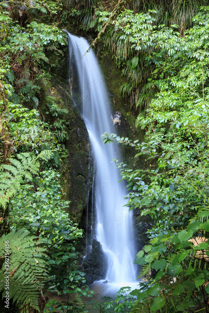 Obraz premium A waterfall cascades over mossy rocks in the New Zealand forest