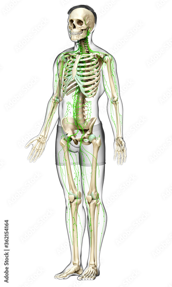 3d rendered medically accurate illustration of a male lymphatic system