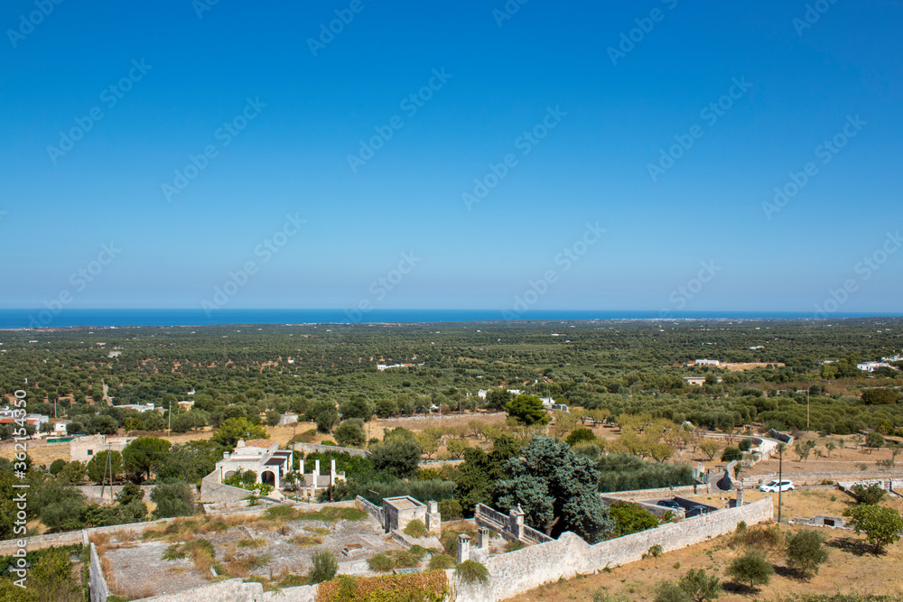 Olive Grove in southern Italy. Panoramic view of a olive grove in south of Italy in puglia ( apulia). Clear sky and the sea in background Olive Grove in southern Italy. Panoramic view of a olive grove in south of Italy in puglia ( apulia). Clear sky and the sea in background