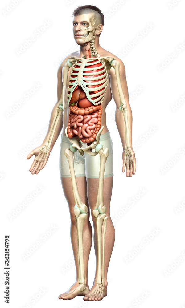 3d rendered medically accurate illustration of male Internal organs and skeleton system 3d rendered medically accurate illustration of male Internal organs and skeleton system
