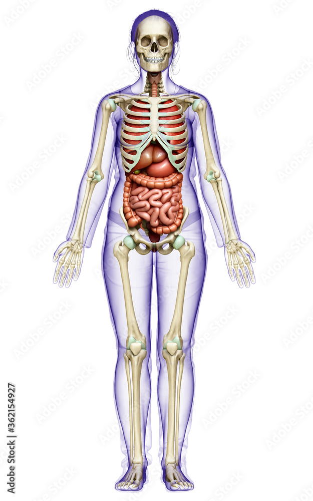 3d rendered medically accurate illustration of female Internal organs and skeleton system 3d rendered medically accurate illustration of female Internal organs and skeleton system