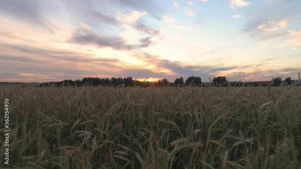 05. Aerial shot of a large wheat field at sunset, with trees in the background. Drone flies through the wheat spike.
05. Aerial shot of a large wheat field at sunset, with trees in the background. Drone flies through the wheat spike.