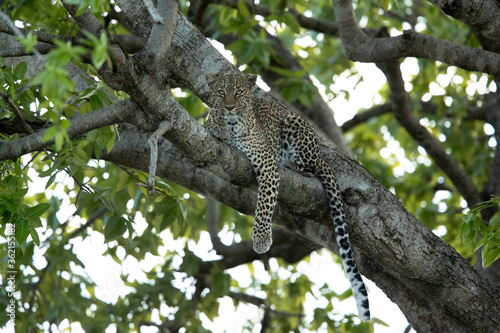 Leopard on a tree  Masai Mara