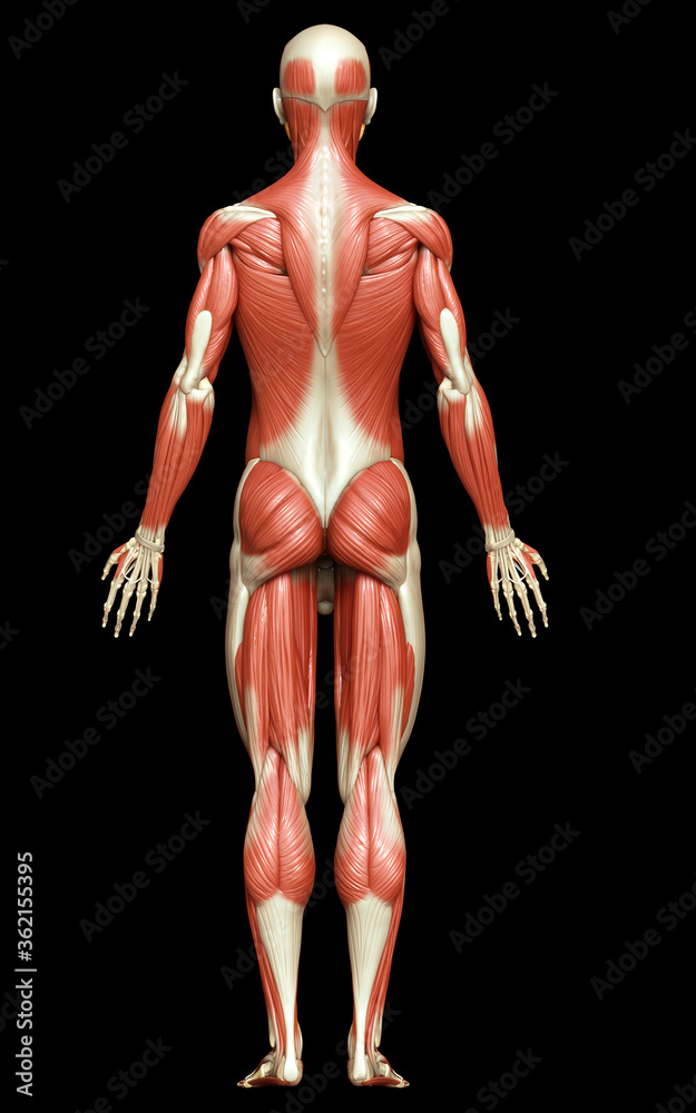3d rendered medically accurate illustration of a male muscle system 3d rendered medically accurate illustration of a male muscle system