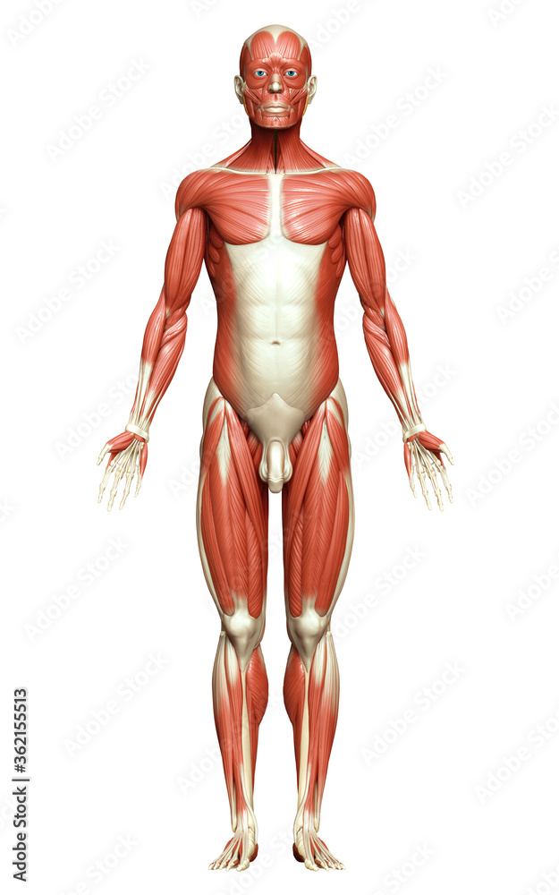 3d rendered medically accurate illustration of a male muscle system 3d rendered medically accurate illustration of a male muscle system