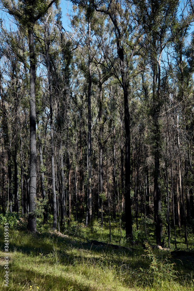 Forest rejuvenation near Taree in New South Wales Central Coast area. Forest rejuvenation near Taree in New South Wales Central Coast area.