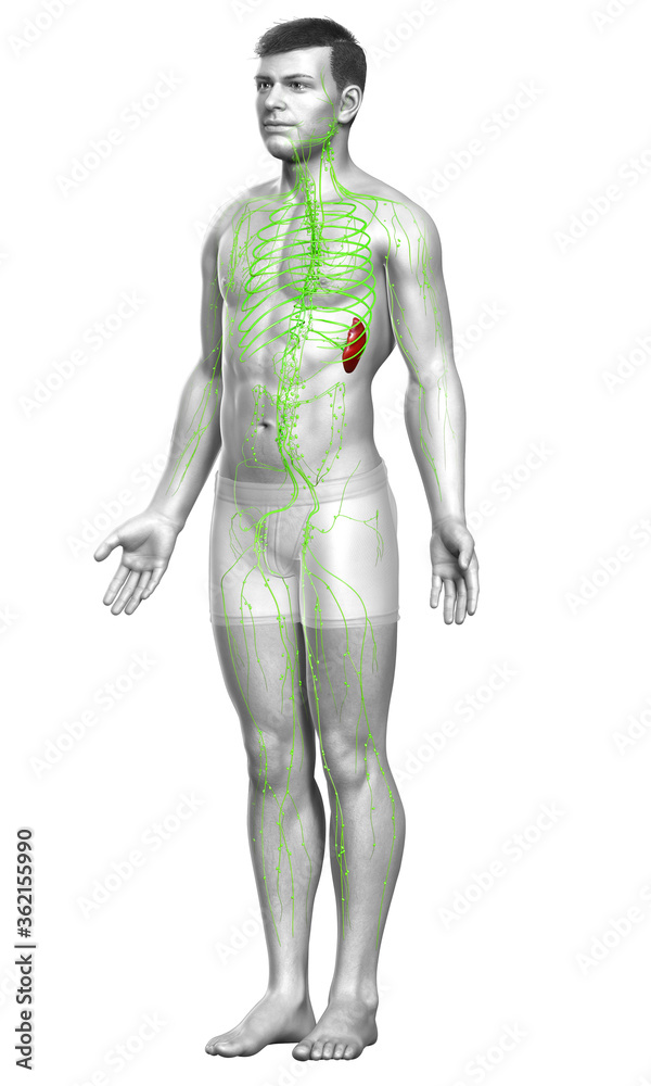 3d rendered medically accurate illustration of a male lymphatic system