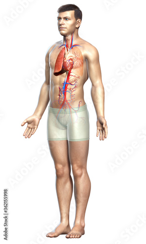 3d rendered, medically accurate illustration of a male lung anatomy photo