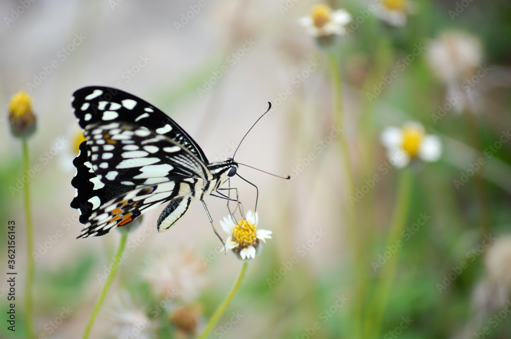 Fototapeta premium butterfly on a flower