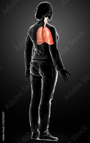 3d rendered, medically accurate illustration of a female lung anatomy