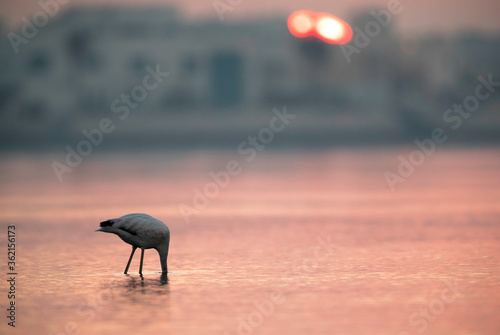 Greater Flamingo during sunrise at Tubli bay, Bahrain