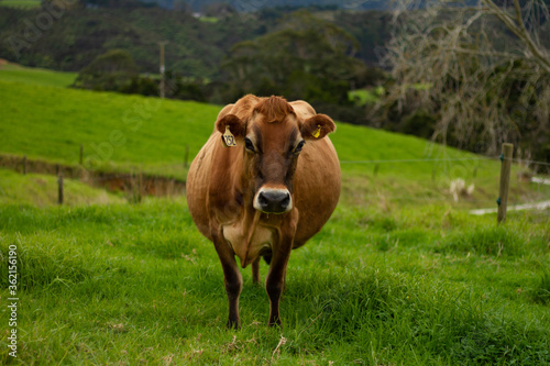 A dairy cow on an organic farm. 