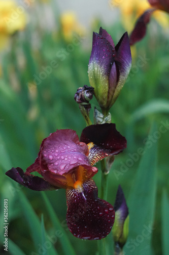 Bright burgundy bearded retro iris flowers in the summer.