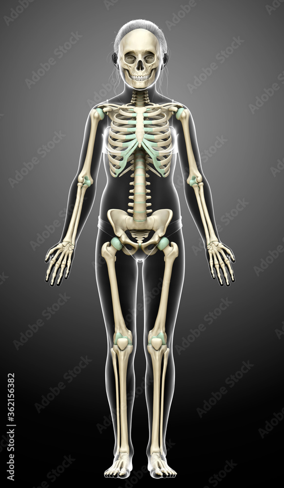 3d rendered, medically accurate illustration of a young girl skeleton system