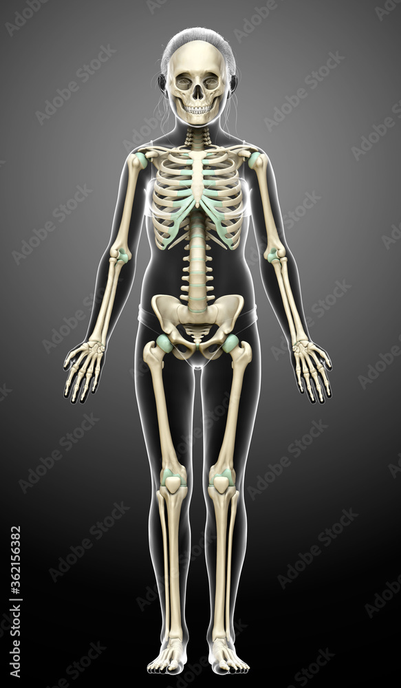 3d rendered, medically accurate illustration of a young girl skeleton system 3d rendered, medically accurate illustration of a young girl skeleton system