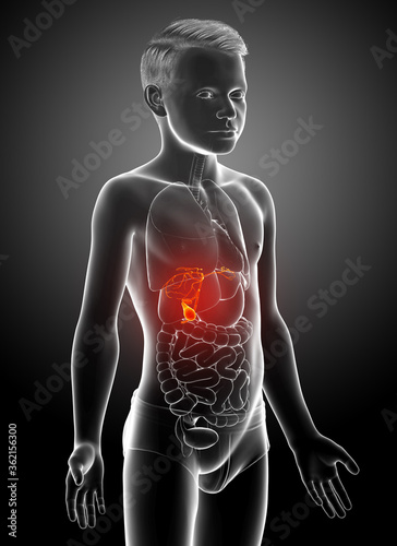 3d rendered medically accurate illustration of boy Organs Gallbladder Anatomy photo