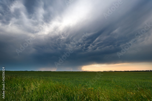 The dark clouds asperatus over field