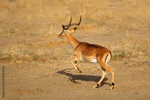 Male impala antelope (Aepyceros melampus) running, Kruger National Park, South Africa.