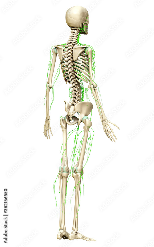 3d rendered medically accurate illustration of the lymphatic system