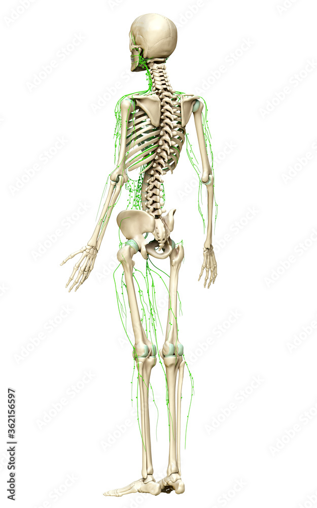 3d rendered medically accurate illustration of the lymphatic system 3d rendered medically accurate illustration of the lymphatic system