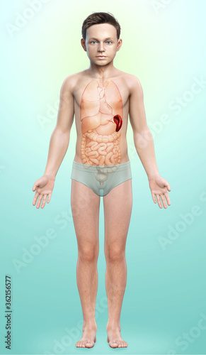 3d rendered, medically accurate illustration of a young boy Spleen Anatomy