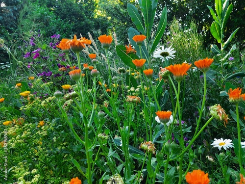 Ringelblumen mit leuchtenden Farben im Blumenbeet  photo