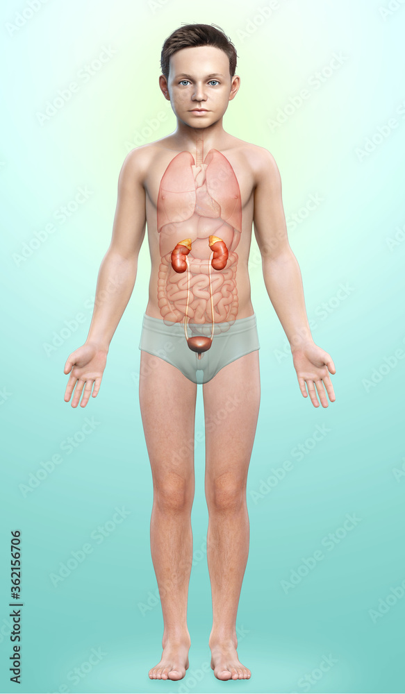 3d rendered, medically accurate illustration of the young boy kidneys anatomy 3d rendered, medically accurate illustration of the young boy kidneys anatomy
