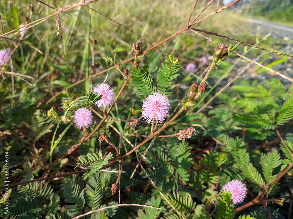 Princess shy Flower (Mimosa Pudica) Grows in Borneo Tropical Nature Princess shy Flower (Mimosa Pudica) Grows in Borneo Tropical Nature