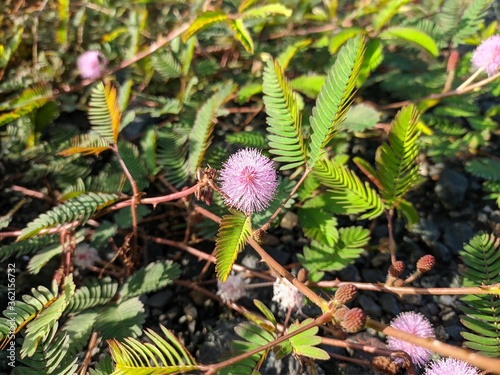 Princess shy Flower  Mimosa Pudica  Grows in Borneo Tropical Nature