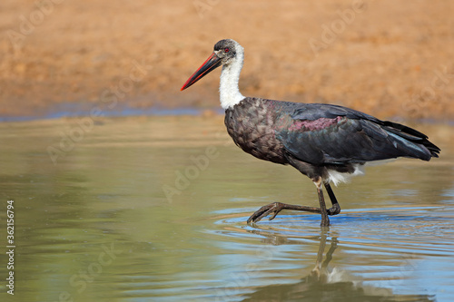 Woolly-necked stork (Ciconia episcopus) standing in shallow water, South Africa.