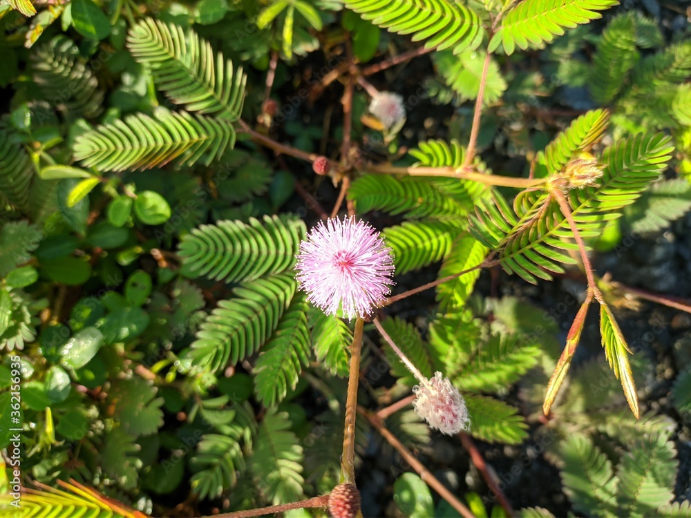 Princess shy Flower (Mimosa Pudica) Grows in Borneo Tropical Nature Princess shy Flower (Mimosa Pudica) Grows in Borneo Tropical Nature