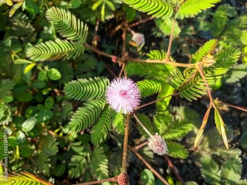Princess shy Flower (Mimosa Pudica) Grows in Borneo Tropical Nature