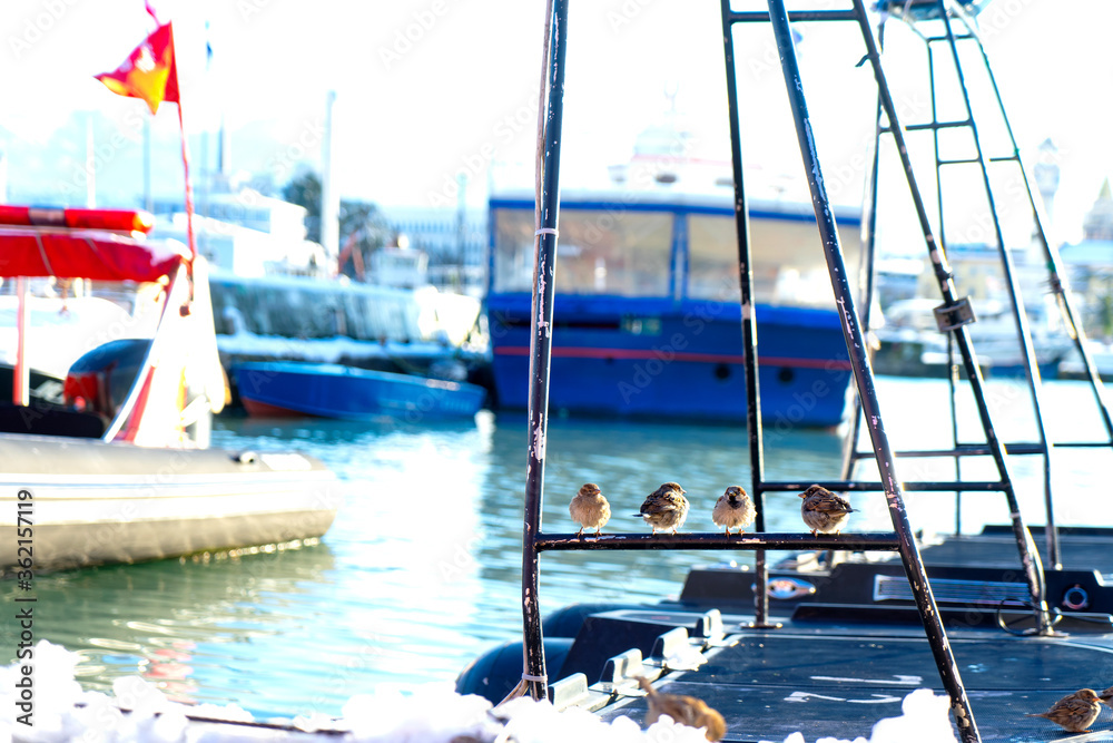 Obraz premium Bird on the habour of Black Sea during winter with full snow, Caucasus mountain in Batumi, Georgia
