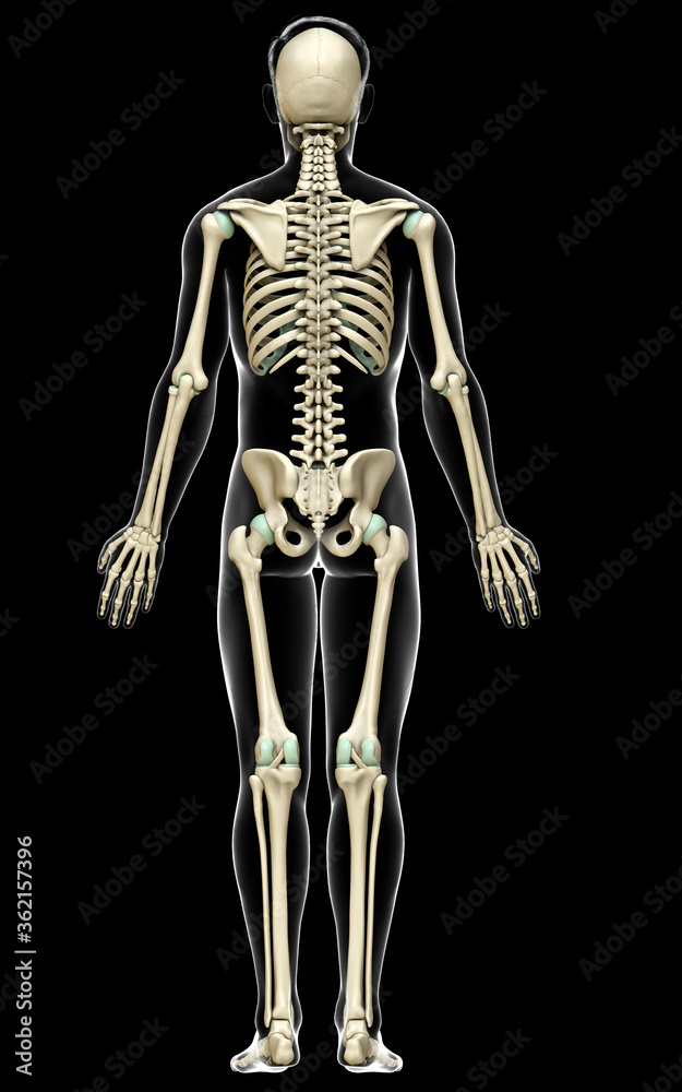 3d rendered, medically accurate illustration of a male skeleton system 3d rendered, medically accurate illustration of a male skeleton system