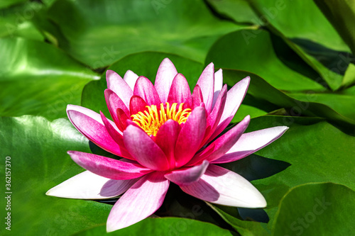 Water lily growing on an artificial water reservoir