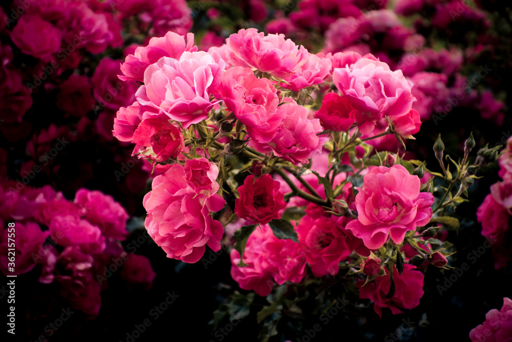beautiful flower pink red roses - rosebush in garden in old vintage coloring beautiful flower pink red roses - rosebush in garden in old vintage coloring