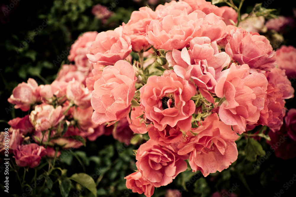 beautiful flower pink red roses - rosebush in garden in old vintage coloring beautiful flower pink red roses - rosebush in garden in old vintage coloring