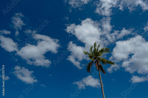 Palm trees on blue sky background, vintage look style © YURII Seleznov