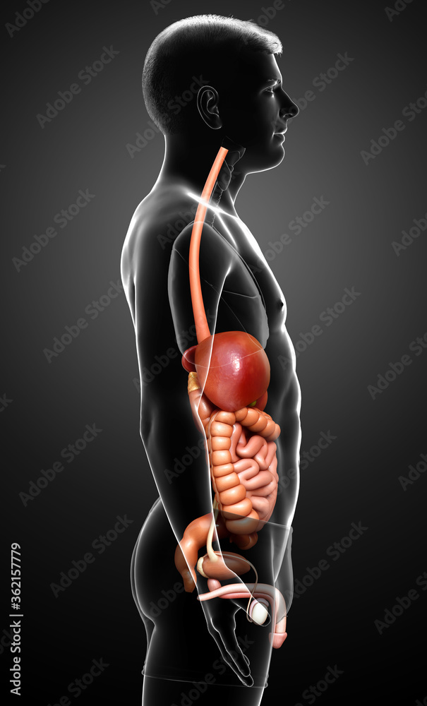 3d rendered medically accurate illustration of male Digestive System 3d rendered medically accurate illustration of male Digestive System