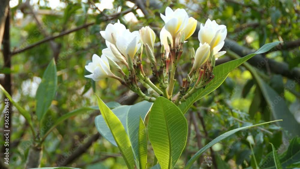white plumeria tropical flower blooming in nature white plumeria tropical flower blooming in nature