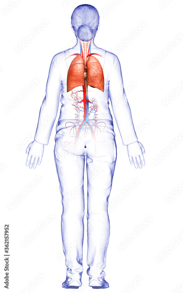 3d rendered, medically accurate illustration of a female lung anatomy 3d rendered, medically accurate illustration of a female lung anatomy