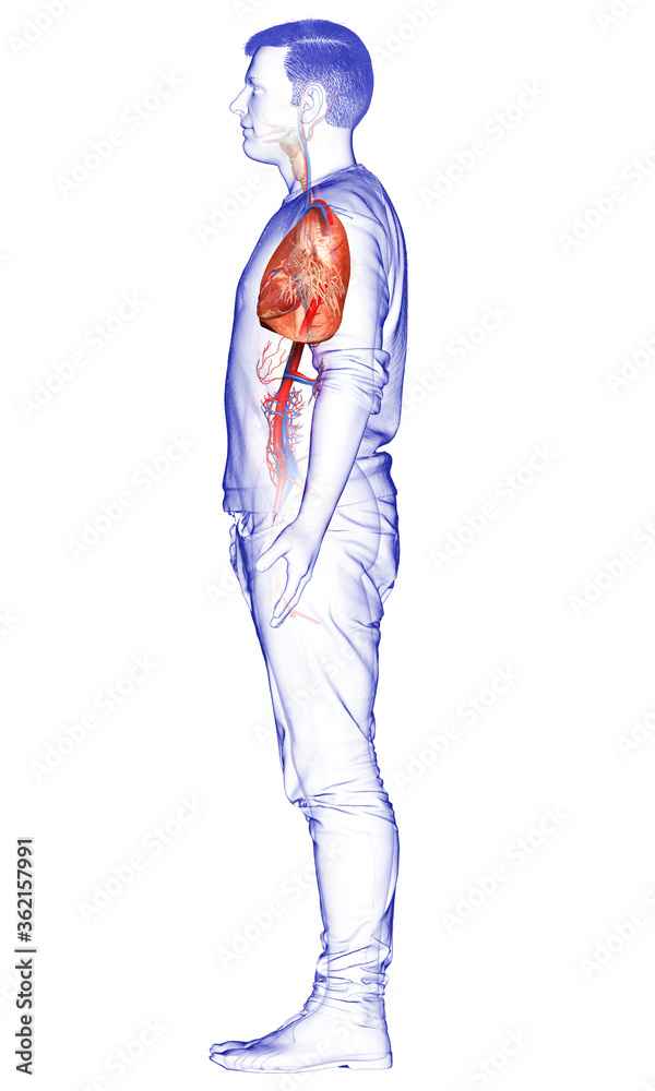 3d rendered, medically accurate illustration of a male lung anatomy 3d rendered, medically accurate illustration of a male lung anatomy