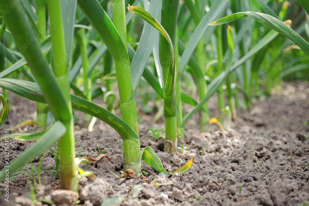 Green garlic plants grow in rows in the country. Young garlic plants in the field, copy space. Organic farming on the backyard or farm. Garlic plantation in the garden. Green garlic plants grow in rows in the country. Young garlic plants in the field, copy space. Organic farming on the backyard or farm. Garlic plantation in the garden.