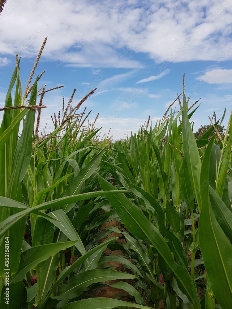 Fototapeta premium corn field against blue sky