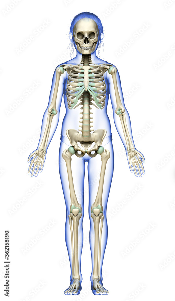 3d rendered, medically accurate illustration of a young girl skeleton system 3d rendered, medically accurate illustration of a young girl skeleton system
