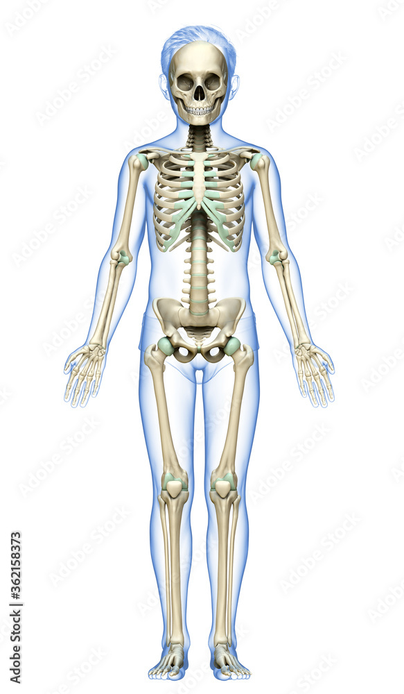 3d rendered, medically accurate illustration of a young boy skeleton system 3d rendered, medically accurate illustration of a young boy skeleton system